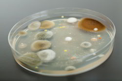 mycoses de la peau