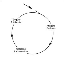 cycle pilaire